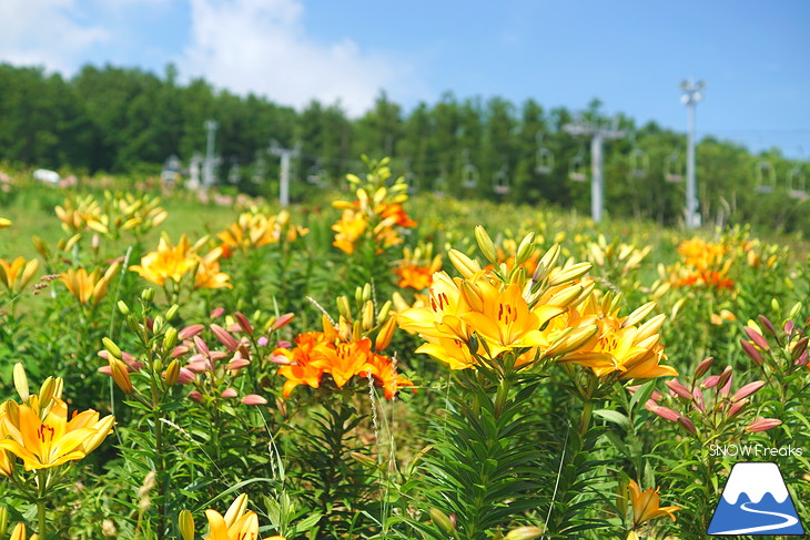 北海道最大級、213万輪のゆりの花！『オーンズ春香山ゆり園』